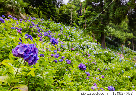 Hydrangea scenery at Hattori Farm, Chiba Prefecture Hydrangea scenery at Hattori Farm, Chiba Prefecture 138924798