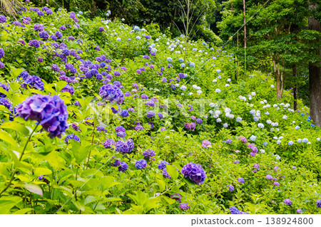 Hydrangea scenery at Hattori Farm, Chiba Prefecture Hydrangea scenery at Hattori Farm, Chiba Prefecture 138924800