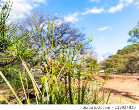 Pine shines in the blue sky 138924830