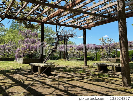 Wisteria Wisteria 138924837