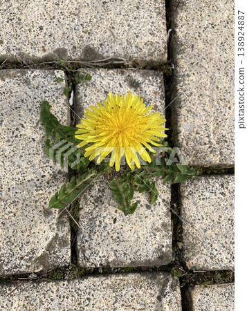 The strength of dandelions 138924887