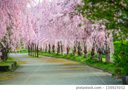 A quiet morning dawned over the weeping cherry trees lining the Nichu Line in Fukushima Prefecture. A quiet morning dawned over the weeping cherry trees lining the Nichu Line in Fukushima Prefecture. 138925032