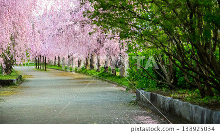 福島縣，日中線沿線一排垂枝櫻花樹，一個寧靜的清晨。 138925034