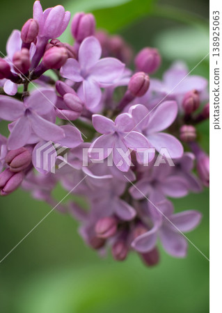 Lilac Flowers Close Up. Blooming Spring Floral Background. 138925063