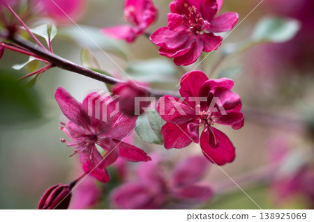 Flowering Crabapple Blossoms Close Up. Soft Spring Nature Background. Flowering Crabapple Blossoms Close Up. Soft Spring Nature Background. 138925069