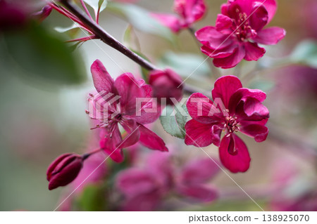 Flowering Crabapple Blossoms Close Up. Soft Spring Nature Background. Flowering Crabapple Blossoms Close Up. Soft Spring Nature Background. 138925070