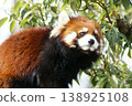 小熊貓 138925108