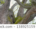 Moss-covered ancient trees, intertwined branches, and the vibrant life force of new leaves. 138925159