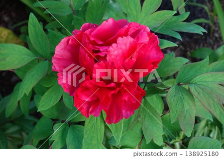 Peonies in full bloom 4/16 17:27 Peonies in full bloom 4/16 17:27 138925180