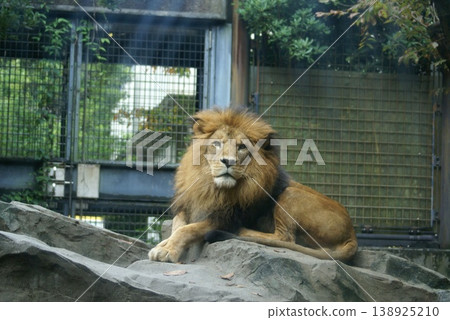 Majestic Lion Majestic Lion 138925210