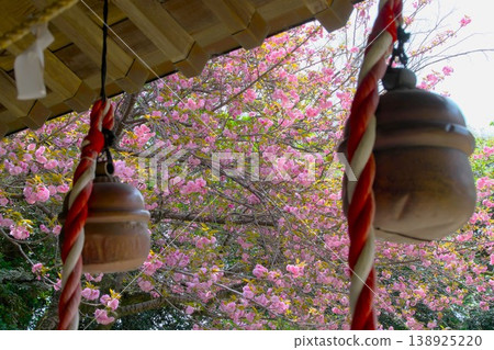 Shrine bell and double cherry blossoms Shrine bell and double cherry blossoms 138925220