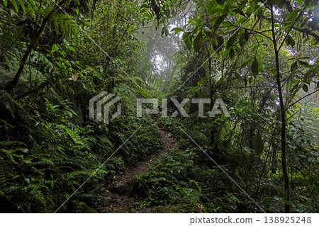 Misty rainforest path Pianista trail Panama Misty rainforest path Pianista trail Panama 138925248