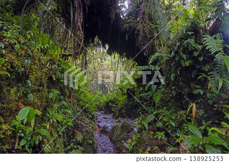 Narrow jungle path under roots Panama Narrow jungle path under roots Panama 138925253