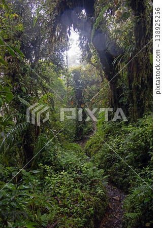 Misty jungle path with dense foliage Panama 138925256