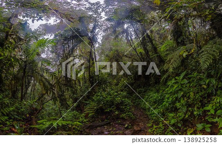 Lush rainforest vegetation panorama Panama Lush rainforest vegetation panorama Panama 138925258