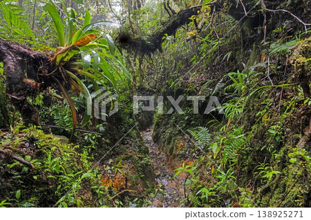 Tropical rainforest trench trail Panama 138925271