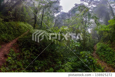 Forking jungle trail in misty rainforest Boquete Panama Forking jungle trail in misty rainforest Boquete Panama 138925272