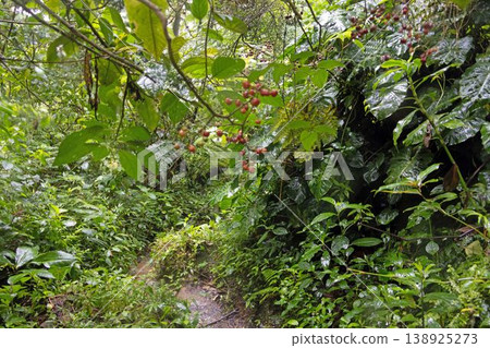 Red berries in tropical rainforest jungle vegetation Panama 138925273