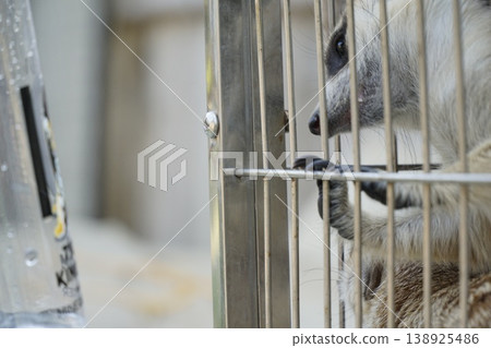 Raccoon is in a cage with a metal bar Raccoon is in a cage with a metal bar 138925486