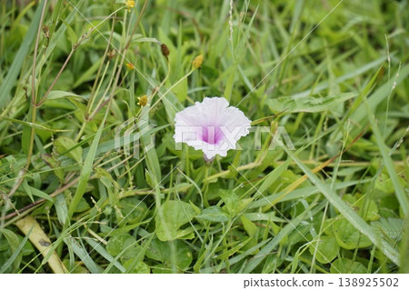 Small purple flower is in the grass Small purple flower is in the grass 138925502