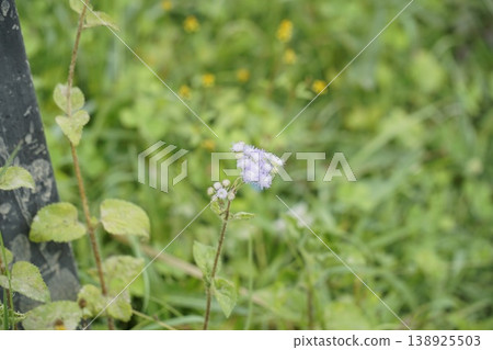 Small purple flower is in the foreground of a green field Small purple flower is in the foreground of a green field 138925503