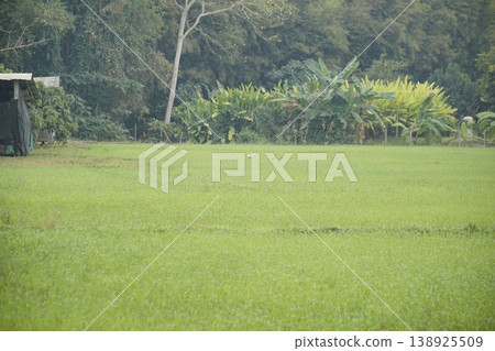 Field of green grass with a few trees in the background Field of green grass with a few trees in the background 138925509