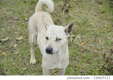 Dog is standing in a grassy area with its tail wagging Dog is standing in a grassy area with its tail wagging 138925511
