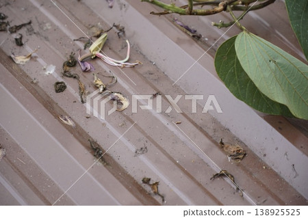 Roof is covered in leaves and debris Roof is covered in leaves and debris 138925525
