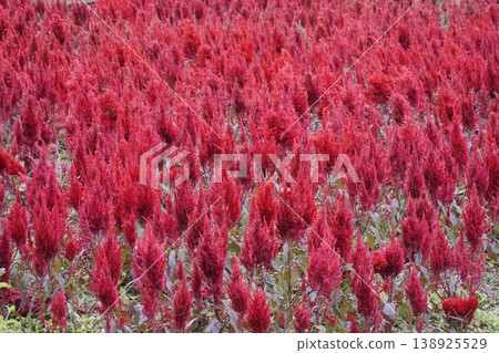 Field of red flowers with a lot of them in the foreground Field of red flowers with a lot of them in the foreground 138925529