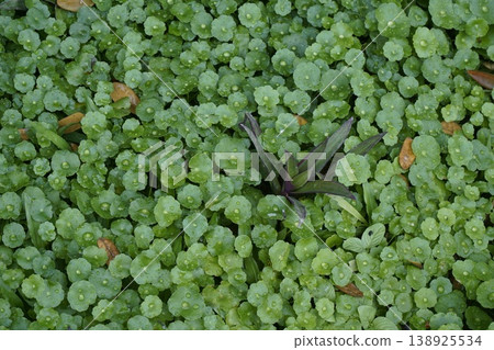 Lush green plant with many small green leaves and a single leafy stem Lush green plant with many small green leaves and a single leafy stem 138925534