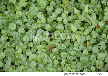 Green plant with small green flowers 138925535