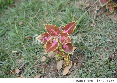 Small plant with pink and green leaves is growing in a patch of grass Small plant with pink and green leaves is growing in a patch of grass 138925536
