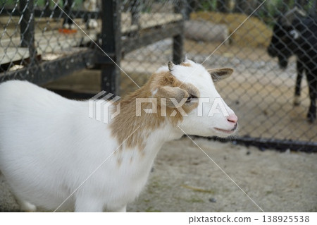 White and brown goat is standing in a pen 138925538