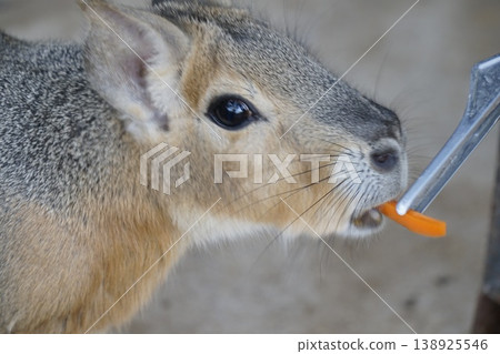Baby rabbit is eating a carrot 138925546