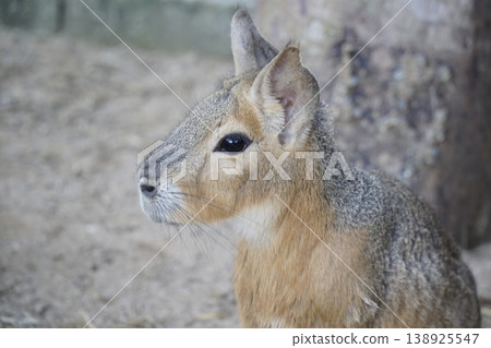 Small animal with a brown and gray coat is sitting on the ground 138925547
