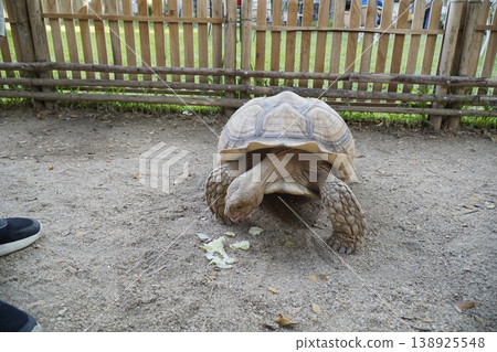 Large tortoise is eating a piece of lettuce Large tortoise is eating a piece of lettuce 138925548