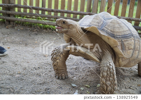 Large tortoise is standing in a dirt area with a fence behind it Large tortoise is standing in a dirt area with a fence behind it 138925549