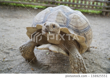 Large tortoise is eating grass Large tortoise is eating grass 138925551