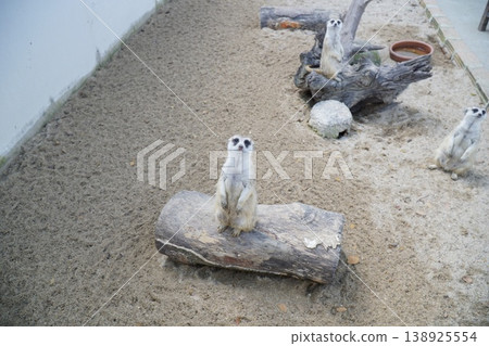 Three baby animals are sitting on a log in a sandy area Three baby animals are sitting on a log in a sandy area 138925554
