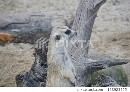 Small animal with a long tail stands on a log in the sand Small animal with a long tail stands on a log in the sand 138925555