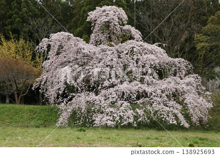 A famous weeping cherry tree A famous weeping cherry tree 138925693