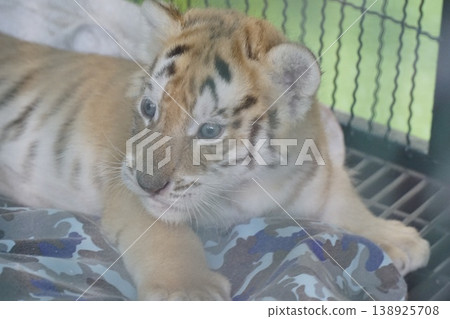 Baby tiger is laying on a blanket in a cage Baby tiger is laying on a blanket in a cage 138925708