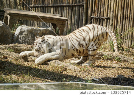 White tiger is playing in a zoo enclosure 138925714