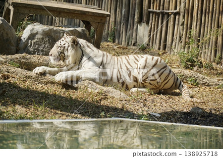White tiger is laying down in a zoo enclosure next to a pond 138925718