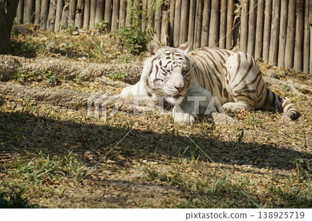 White tiger is laying down in a grassy area White tiger is laying down in a grassy area 138925719