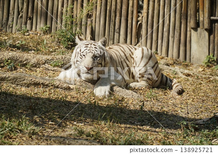 White tiger is laying on the ground in a zoo enclosure White tiger is laying on the ground in a zoo enclosure 138925721