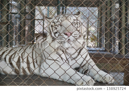 White tiger is laying down in a cage 138925724