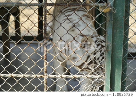 White tiger is in a cage with a green fence White tiger is in a cage with a green fence 138925729