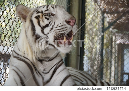 White tiger is laying down in a cage 138925734