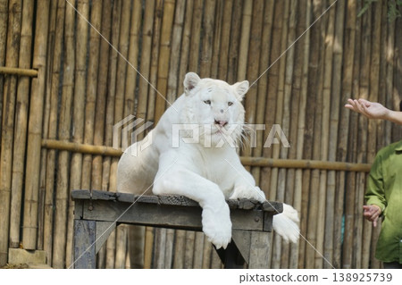 White tiger is laying on a wooden table in front of a bamboo fence White tiger is laying on a wooden table in front of a bamboo fence 138925739